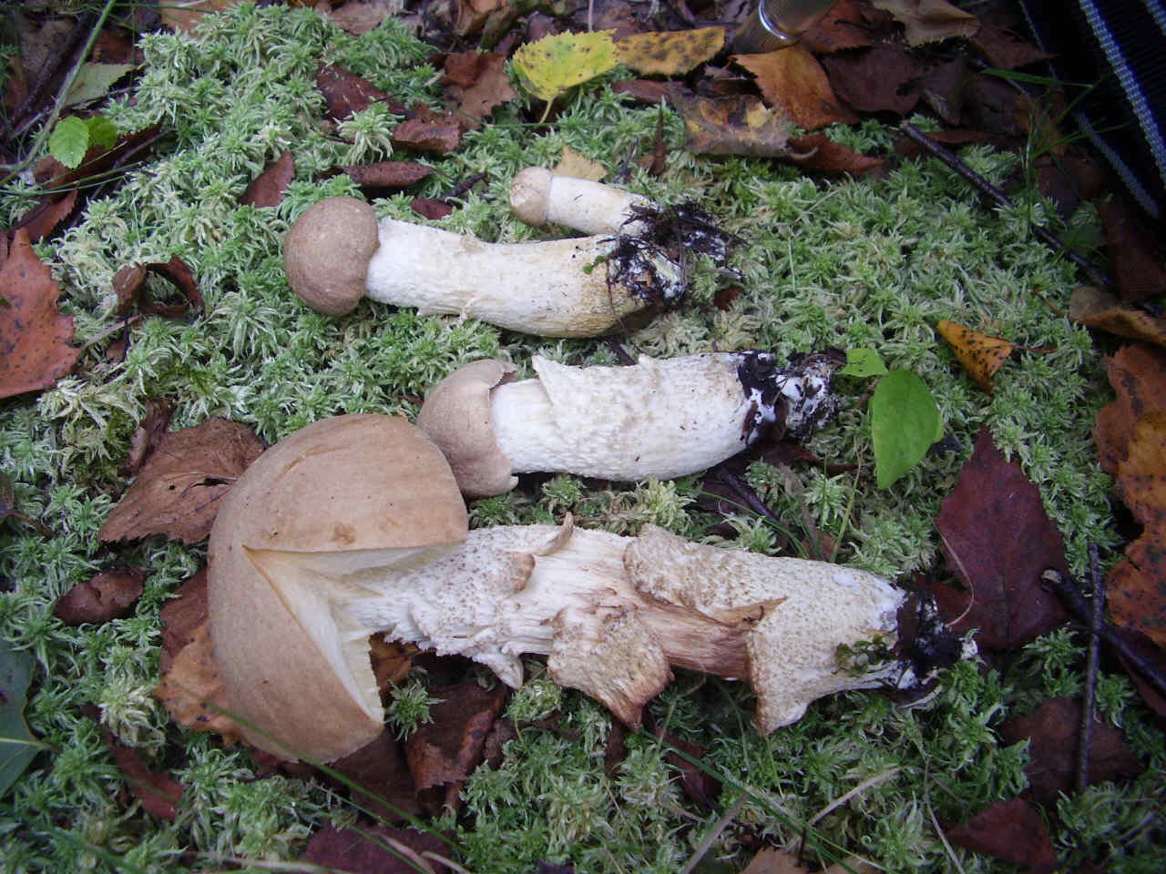 Quiz....Quiz...Quiz.. QUID ???